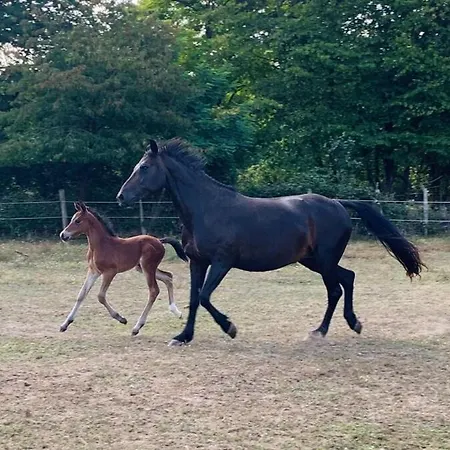 Au Haras