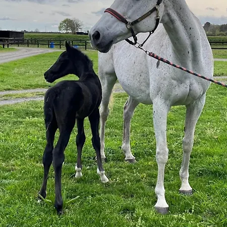 Appartement Au Haras *
