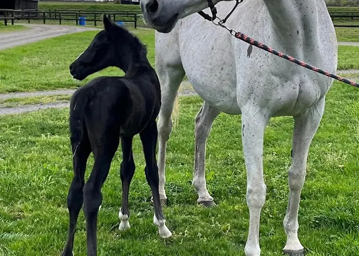 Appartement Au Haras *